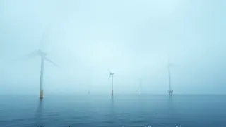 AfD: Meeresnaturschutz ist nicht mit Offshore-Windparks vereinbar