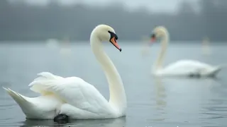 Alsterschwäne: Bruterfolg trotz Vogelgrippe und Gänsekonkurrenz