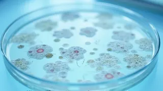 Bakterielle Symbiose: Wie Abfallprodukte zur Überlebensstrategie werden
