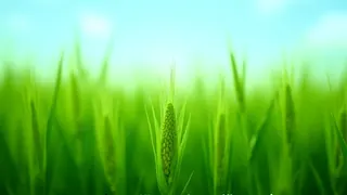 Bayer setzt auf widerstandsfähigen Kurzmais zur Imagekorrektur