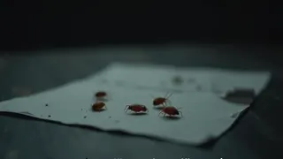 Bettwanzenbefall im Guardian-Hauptquartier und fiskalische Kritik an der britischen Regierung