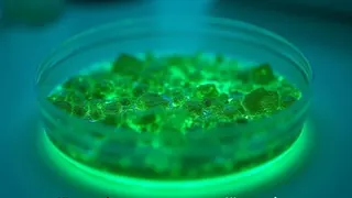 Bio-Lauger für Rohstoffe: Gentechnik beschleunigt Olivin-Verwitterung zur CO -Bindung