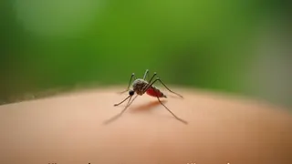 Dengue-Fieber in Florida: Behörden verschärfen Maßnahmen bei steigenden Infektionszahlen