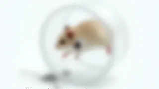 Digitale Ausdauer: Hamster Mollie übertrifft menschliche Rekorde mit ESP32-Tracker