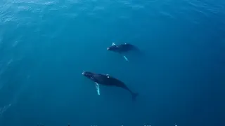 Drohnenaufnahmen dokumentieren seltene Finnwale an der Westküste Australiens