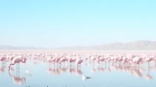 Ebro-Delta: Rekordbrutbestand bei Flamingos in katalanischen Salinen