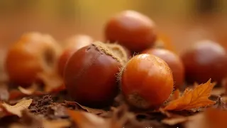 Esskastanie oder Gift? Wichtige Unterscheidung im Herbst