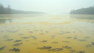 Fischsterben in Polen: Goldalge breitet sich erneut aus