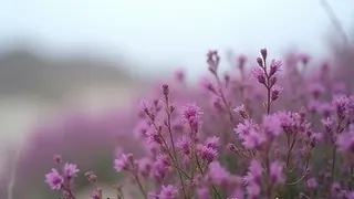 Frühe Heideblüte: Tourismusgewinn oder ökologisches Warnsignal?