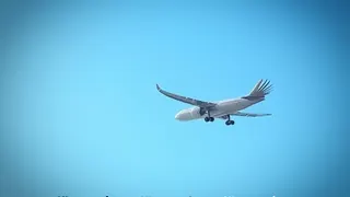 Gänsegeier stoppt Kreta-Flugzeug: Tierwohl oder Sicherheitsrisiko?