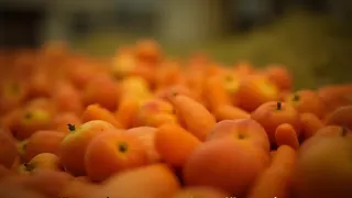 Gartenbau-Mythen: Expertenrat zur Lagerung von Obst und Gemüse