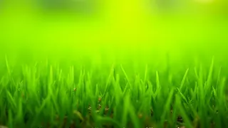 Gartenpflege im Hochsommer: Warum zu kurzes Mähen die Rasengesundheit gefährdet