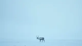 Geheimnisvolles Rentiersterben auf Spitzbergen: Forscher ratlos über Sommeropfer