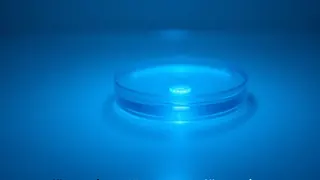 Genetische Rekonstruktion des Blaubocks: Wissenschaftler zweifeln an ökologischem Wert