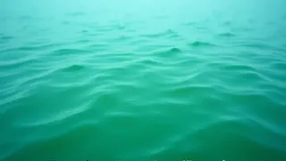 Gesundheitsgefahr an der Ostsee: Blaualgen-Alarm vor Warnemünde