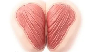 Gluteus Maximus: Anatomische Grundlagen und gesellschaftliche Faszination