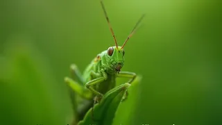 Heuschrecken als Bioindikatoren: Warum das Zirpen in Berlin ein ökologisches Signal ist