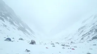 Himalaya-Katastrophe: Identifizierungshürden bei der Suche nach Vermissten