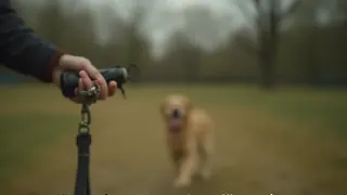 Hundetrainer kritisiert Vermenschlichung: Rütter warnt vor egoistischen Tiernutzungen