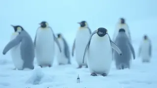 Impfkampagne für Pinguine: Prävention oder Inszenierung?