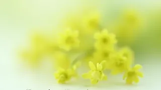 Johanniskraut: Naturheilmittel mit pharmakologischer Sprengkraft