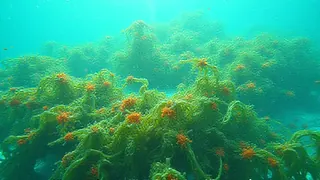 Marine Algen als wertvoller Nährstofflieferant für die moderne Ernährung