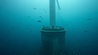 Meisterarbeit aus Estland: Offshore-Windparks verdrängen Heringsschwärme lokal