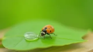 NABU rät vor Seifeneinsatz zu Nützlingen und Wasser