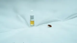 Naturprodukt schlägt Chemie: Studie belegt hohe Wirksamkeit gegen resistente Bettwanzen