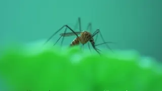 Neue Malariafälle in Schwanheim: Behörden bestätigen Ansteckung durch eingeschleppte Insekten