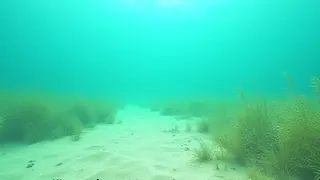 Ökologische Krise: Mittelmeer-Neptungras unterliegt massiven anthropogenen Zerstörungskräften
