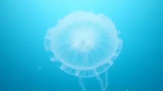 Ökologisches Ungleichgewicht: Die invasive Rippenqualle bedroht die Ostsee-Fauna