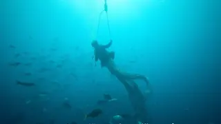Plastikflaschen als Delfinretter: Günstige Lösung oder ökologischer Widerspruch?