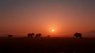 Rätselhaftes Massensterben: Giftverdacht bei Elefanten in Kenia