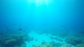 Rattenbefall beseitigt: Fischbestände in Palau explodieren