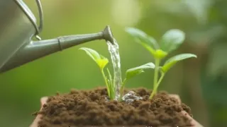 Regen-, Leitungs- oder enthärtetes Wasser: Welches Gießwasser für welche Pflanzen geeignet ist