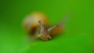 Schnecken-Schleim als Inspiration für nachhaltige Medizin