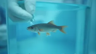 Spezialist für Schuppen und Kiemen: Die Nische der Aquarientiermedizin