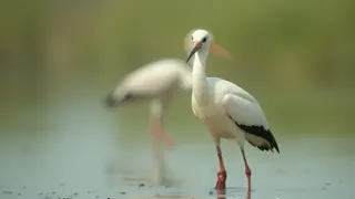 Storch mit Pfeilwunde: Tierschutzverein reagiert auf illegale Jagd