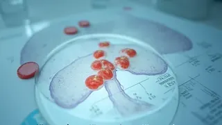 Studie zu Tomaten und Lebergesundheit: Wissenschaftliche Evidenz versus mediale Hype-Verwertung