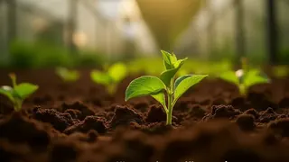 Therapie durch Ackerbau: Soziale Integration als Instrument der Arbeitsvermittlung