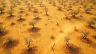 UN-Daten belegen massive Angriffe auf Olivenbauern in Westjordanien