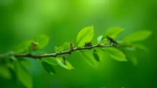 Viralität als wissenschaftlicher Kompass: Wie Social Media die Biodiversitätsforschung revolutioniert