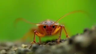 Wärme begünstigt harmlose Waldschaben Verwechslungsgefahr mit Schädlingen steigt
