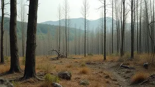 Waldbrandkatastrophe in Frankreich: Fokus auf nachhaltige Forstwirtschaft und Prävention