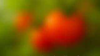 Wiederkehrende Infektionen: Genetische Spuren führen zu sizilianischen Tomaten