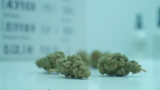 Wird Deutschland zur Drogenrepublik? Kritik an Cannabis-Legalisierung und steigenden Drogentoten