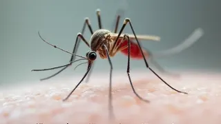 Wissenschaftliche Aufklärung über Mückenstiche: Mythos süßes Blut widerlegt